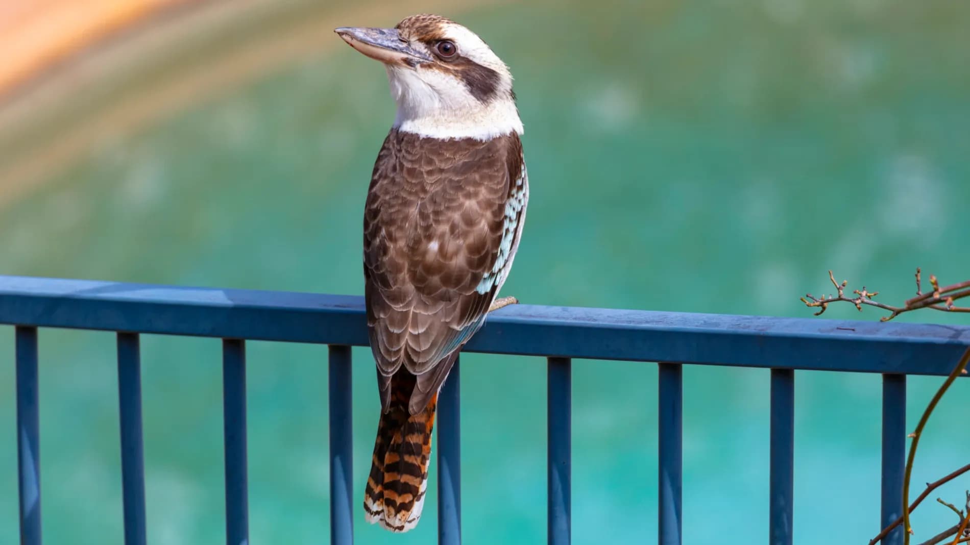 Ausztrál Kookaburra 